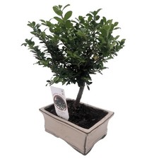 Bonsai Ilex Crenata agrifoglio
