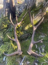 Palchi/Corna Di Cervo (Prezzi