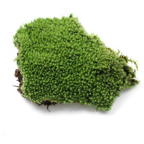 Cuscino muschio palo