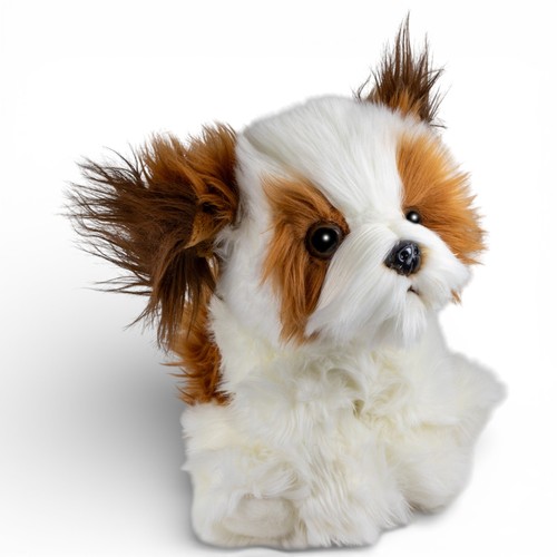 Carl dick shih tzu - carl, leone
