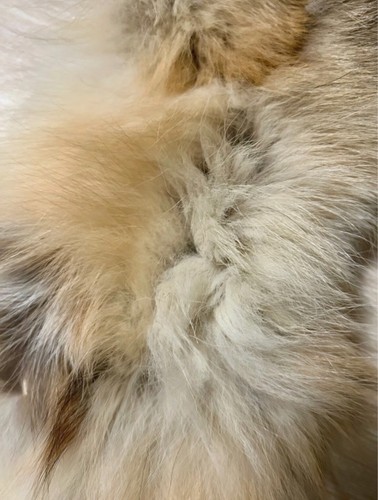 Collo 100 vera - 100%,