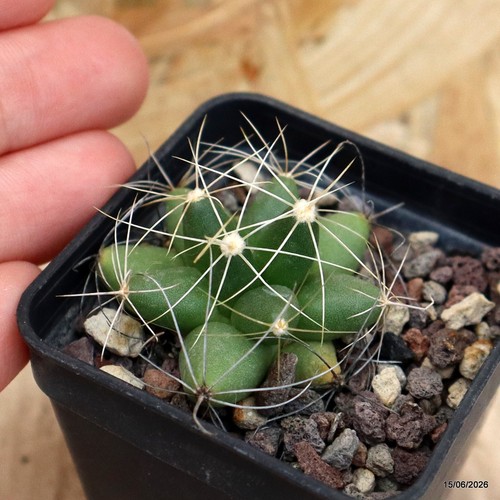 Mammillaria longimamma vaso - mammillaria,