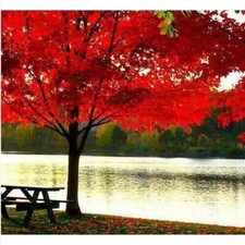 ACER RUBRUM - ACERO ROSSO, 10