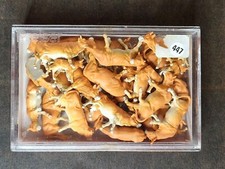 Preiser H0 14409 Set di mucche