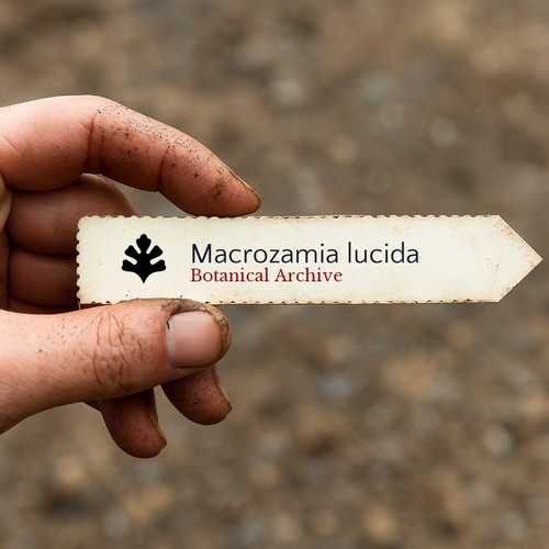 Macrozamia lucida seeds - 2,