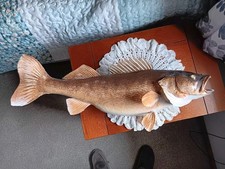 Big Walleye 24" skin mount