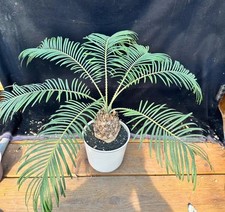 Rara Cycas cairnsiana WYSIWYG