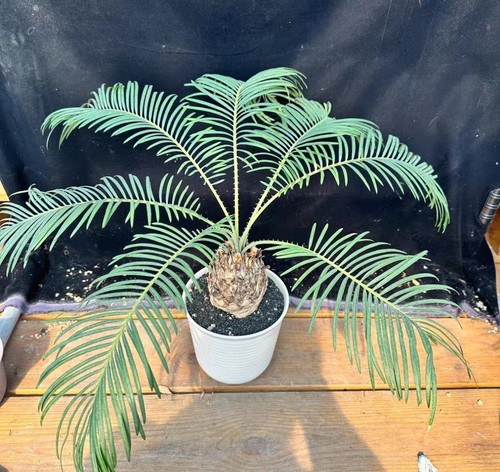 Rara cycas cairnsiana wysiwyg - rara,