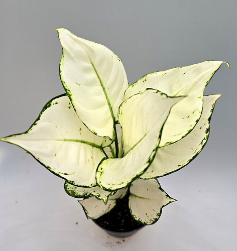 Potente aglaonema white joy - aglaonema,