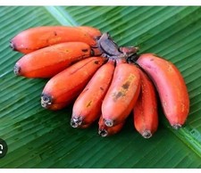 BANANA ROSSO -Pianta di Musa