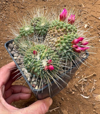 Mammillaria spinosissima - mammillaria,