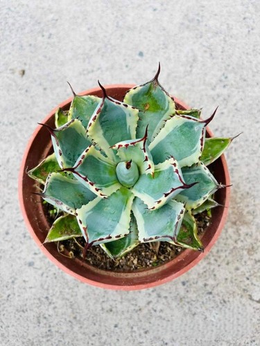 Agave potatorum kishoukan - agave,