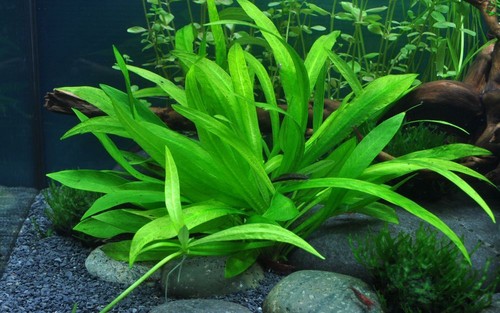 Pianta per acquario helanthium - per,