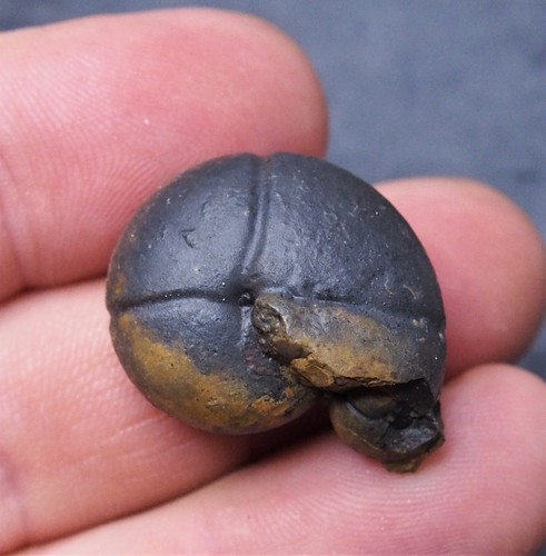 Discoclymenia ematite - discoclymenia,