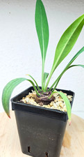 Euphorbia