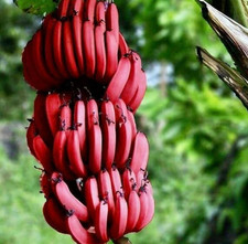 Banana rosso pianta - -, musa