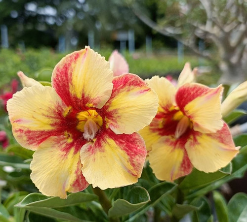 Rosa del deserto - , adenium