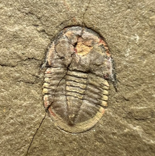Platypeltoides trilobite - platypeltoides, sp.