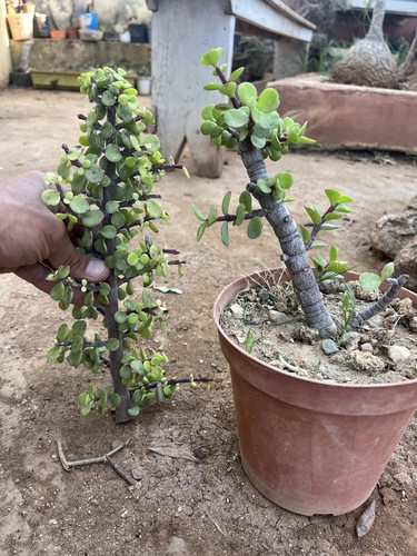 Pianta grassa portulacaria - pianta,
