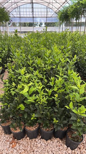 Alloro laurus nobilis vaso - laurus, (vaso