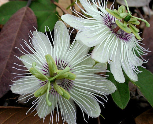 Semi passiflora con - di,