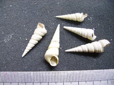 125.20 B - TURRITELLA COPIOSA