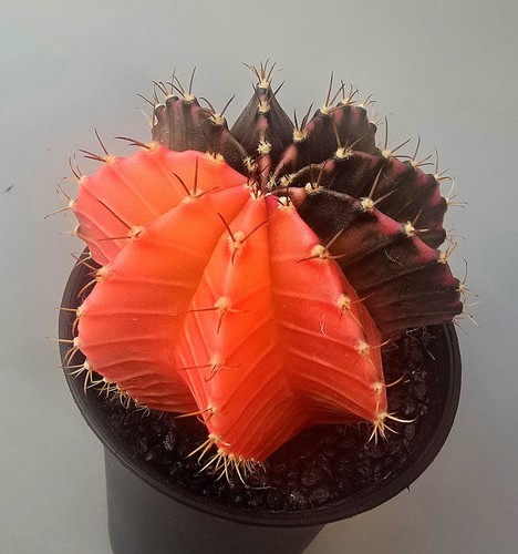 Cactus potente fantasia - potente,