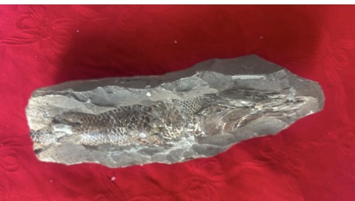 Fossile pesce provenienza - pesce,
