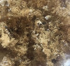 Anemone di mare (fiore di