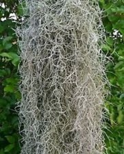 Muschio spagnolo ~ pianta