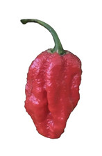 Peperoncino semi - Hot Pepper