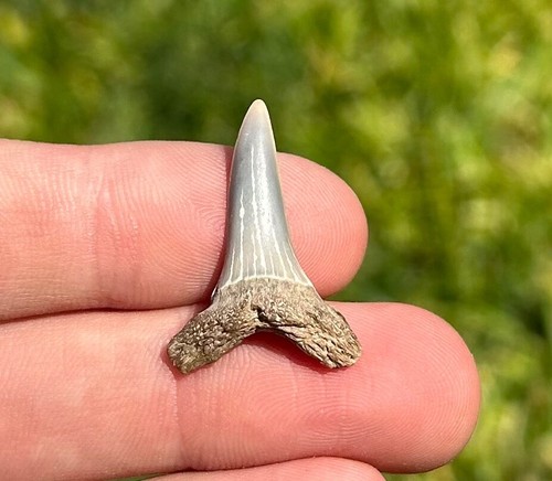 Maryland sabbia fossile squalo - maryland,