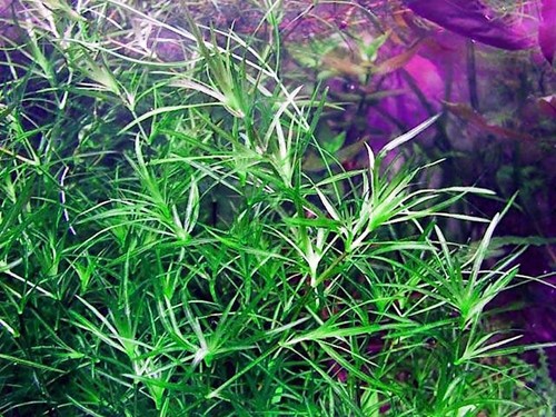 Piante acquario najas - piante,