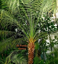 Phoenix roebelenii, palma da