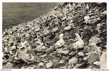 ATVP2-0150-22 - PERROS-GUIREC