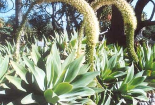 Agave attenuata 100 semillas - attenuata,