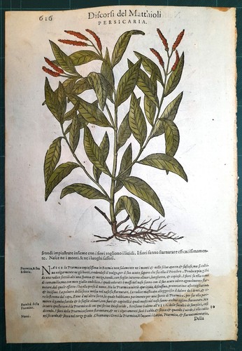 Stampa antica mattioli - antica,