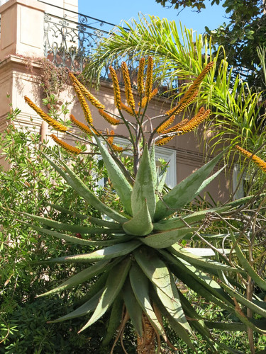 Semi aloe marlothii - di,