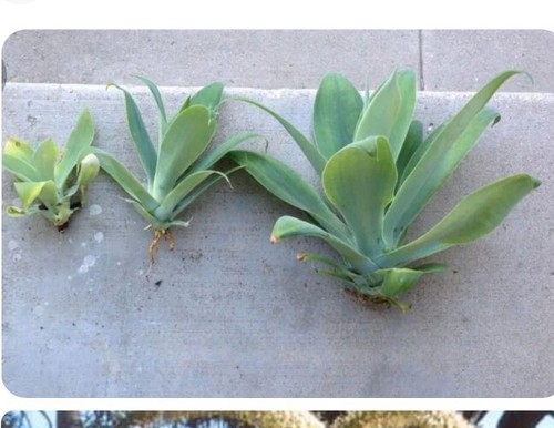 Plantas suculentas agave - 40,