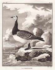 Incisione In Rame Buffon 1780