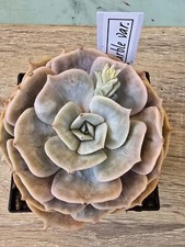 Echeveria marble variegata - echeveria,