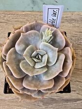 Echeveria Marble variegata