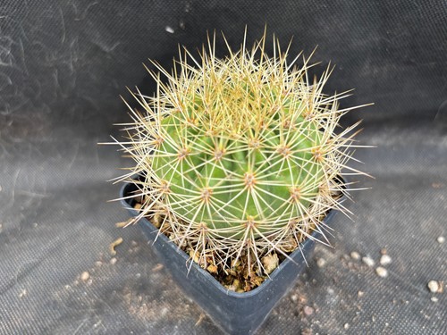 Matucana weberbaueri cactus - matucana,