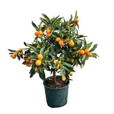 Kumquat Fortunella Alb. vaso