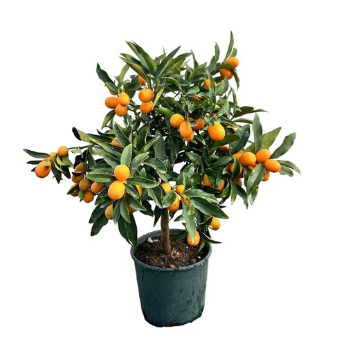Kumquat fortunella alb vaso - kumquat,