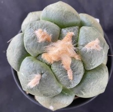  Rara pianta SucculentLive