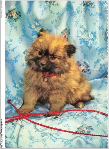 Akvp9 0746 chien cane chow - cane,