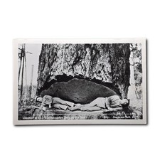 Cartolina RPPC enorme 12 piedi