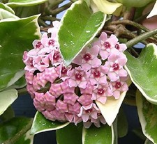 Hoya Carnosa Krimson Queen