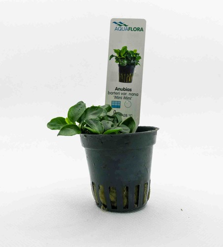 Anubias barteri var nana - barteri,